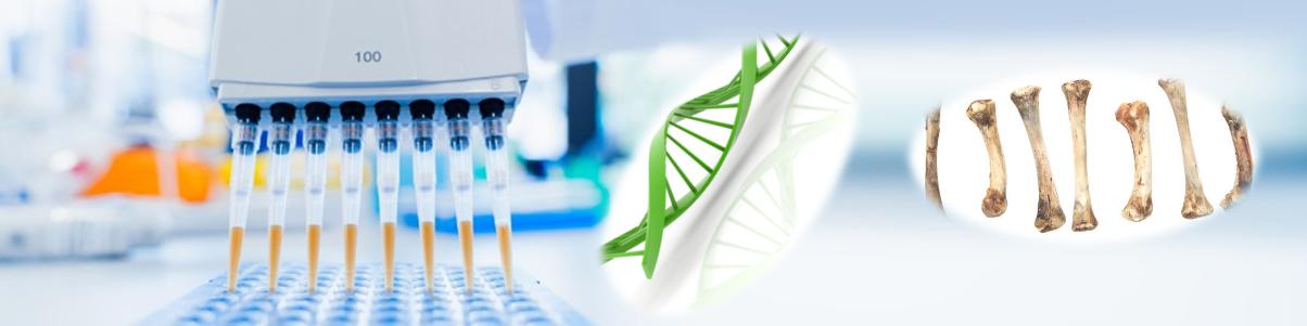 微量骨骼和牙齒DNA核酸純化試劑盒 微量骨骼和牙齒DNA核酸純化試劑盒