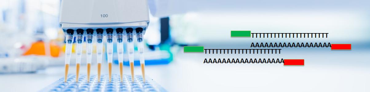 快速mRNA純化試劑盒 快速mRNA純化試劑盒